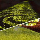 Поверхность кварца камешков сада желтого декоративного садка для рыбы светящая